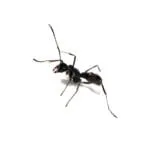 Diacamma violaceum