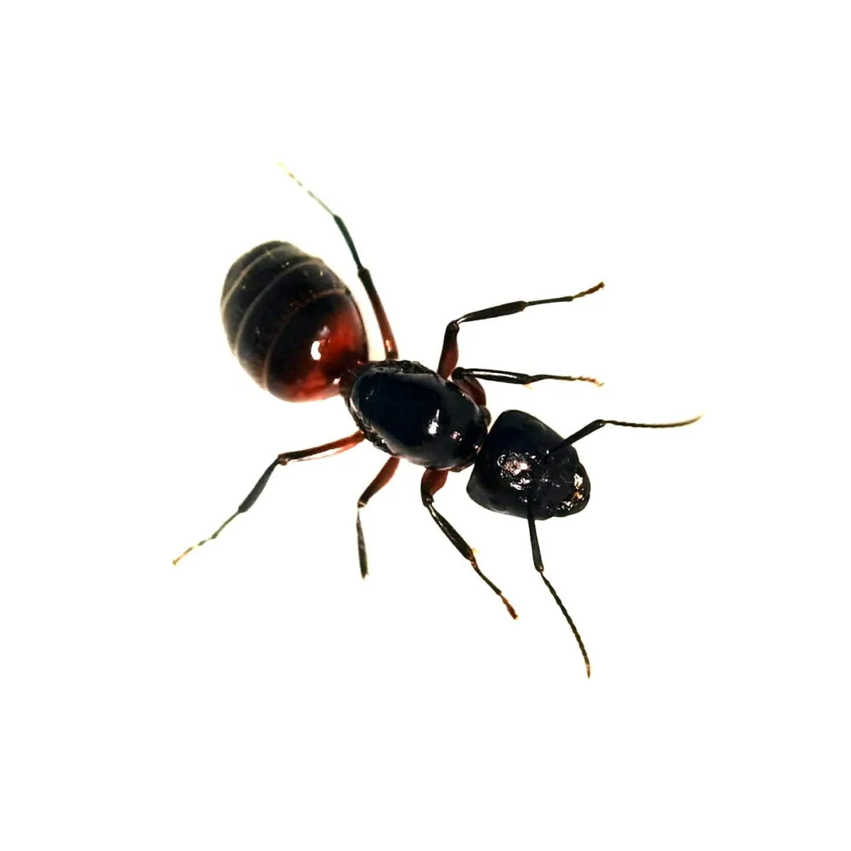 Camponotus ligniperdus (Reine) – Image 2