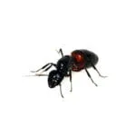 Camponotus ligniperdus (Reine)