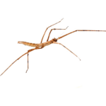 Insetto stecco (Medauroidea extradentata)
