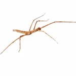 Inseto-pau (Medauroidea extradentata)