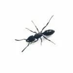 Ectomomyrmex zhengi (Reina)