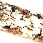 Carebara melasolena