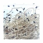 Drosophila melanogaster (Mouche des fruits petite)