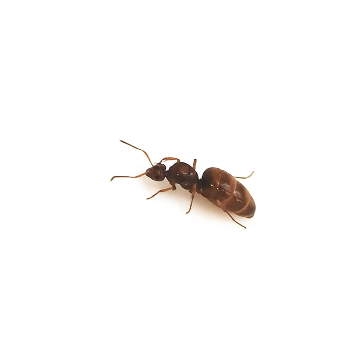 Prenolepis nitens (Europäische Honigtopfameisen) – Bild 2