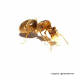 Pseudolasius cibdelus (Reina)