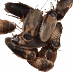Blaptica dubia  cibo vivo