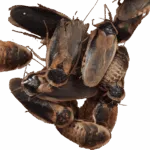 Blaptica dubia nourriture vivante