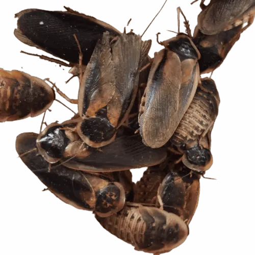 Blaptica dubia nourriture vivante