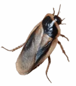 Blaptica dubia  cibo vivo