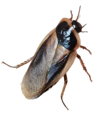 Blaptica dubia nourriture vivante