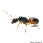 Camponotus fedtschenkoi black