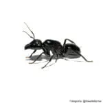 Camponotus satan (Formiga Reina)