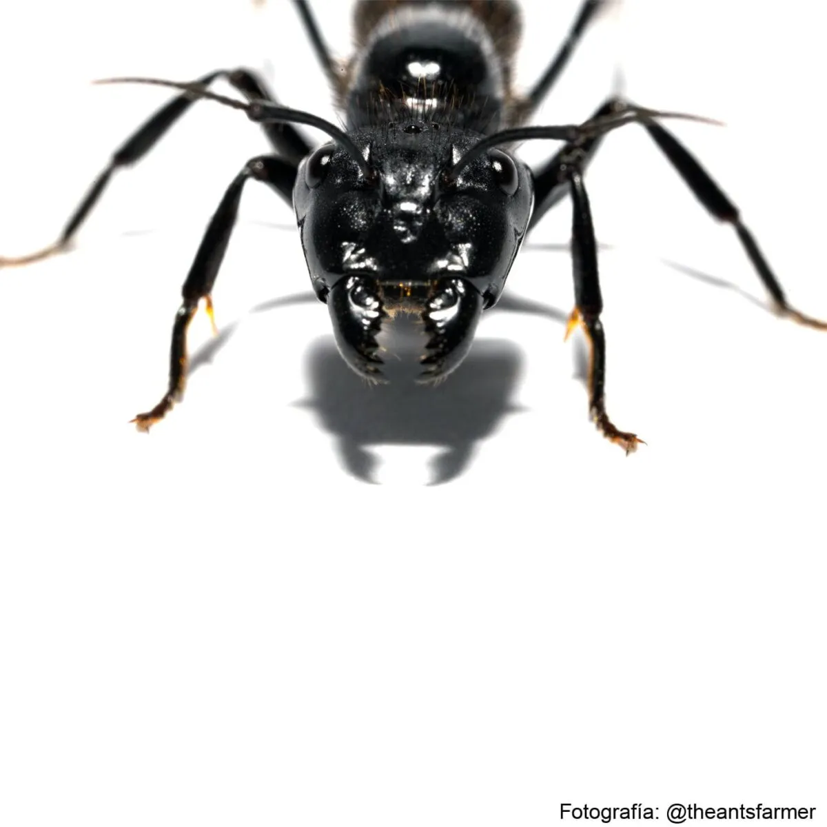 Camponotus satan (Hormiga Reina) - Imagen 2