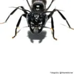 Camponotus satan (Hormiga Reina) - Imagen 2