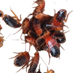 Shelfordella lateralis (ex tartara)(10 units)