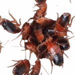 Shelfordella lateralis (ex tartara)(10 sztuk)