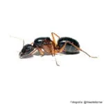 camponotus festinus