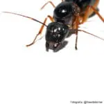 Camponotus festinus - obrazek 2