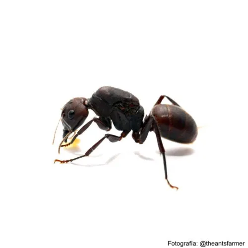 Camponotus misturus
