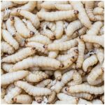 teigne de ruche (Galleria Mellonella)