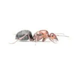 Myrmecocystus Mimicus