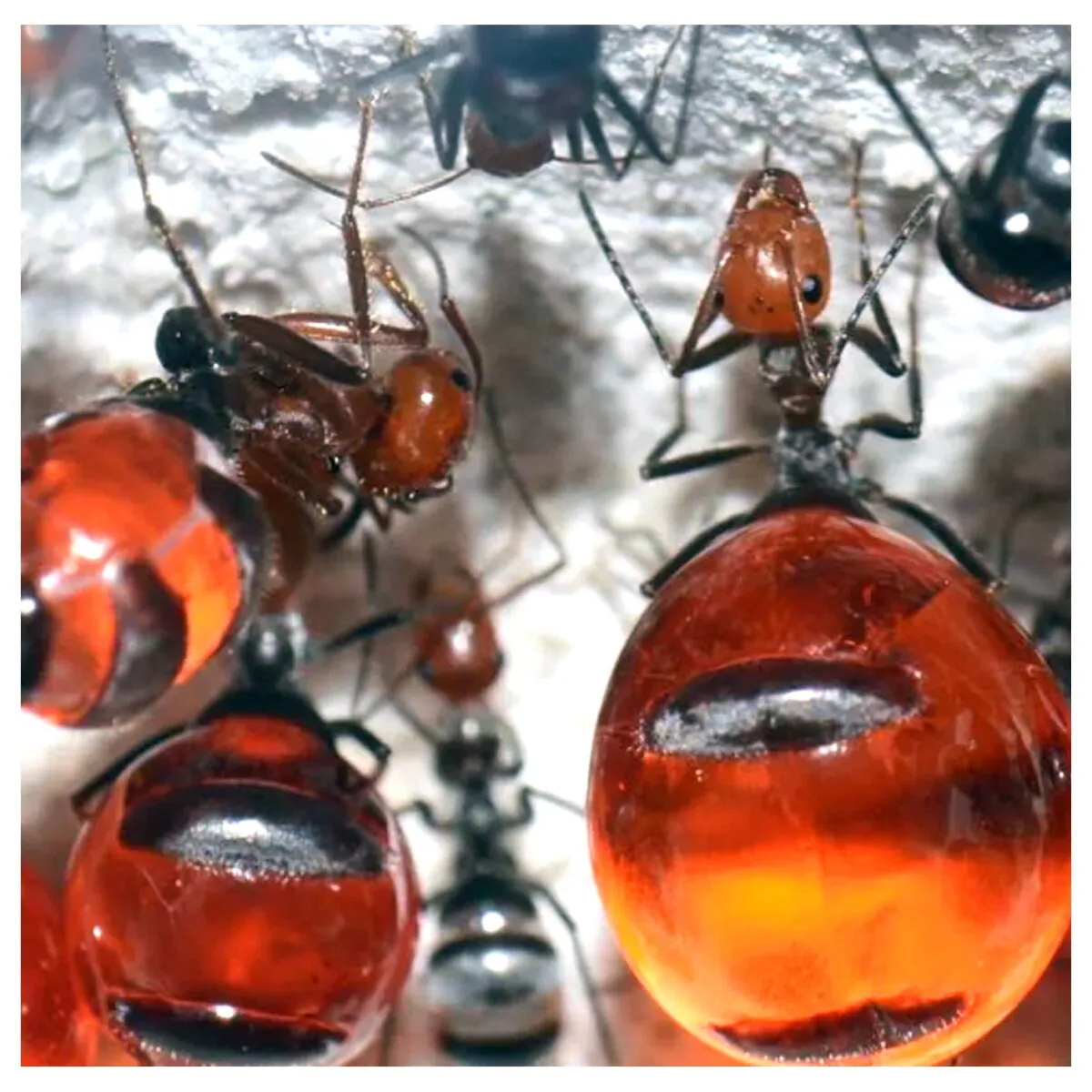 Myrmecocystus Mimicus (Honey Pot Ant) - Image 2