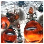 Myrmecocystus Mimicus (Honey Pot Ant) - Image 2