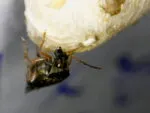 Strąkowiec fasolowy (Callosobruchus maculatus) - obrazek 2
