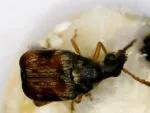Strąkowiec fasolowy (Callosobruchus maculatus) - obrazek 4