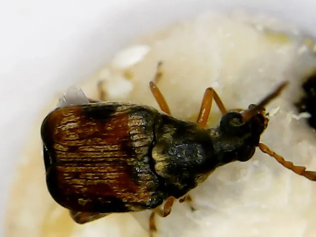 Strąkowiec fasolowy (Callosobruchus maculatus) - obrazek 4