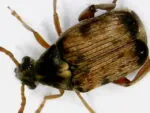 Strąkowiec fasolowy (Callosobruchus maculatus) - obrazek 3