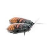 Gromphadorhina portentosa