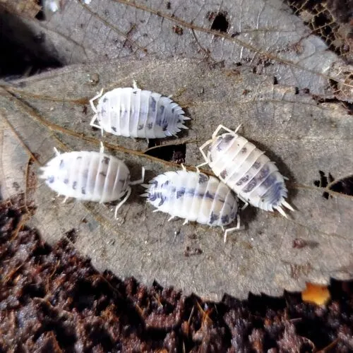 Porcellio laevis "Dairy Cow"