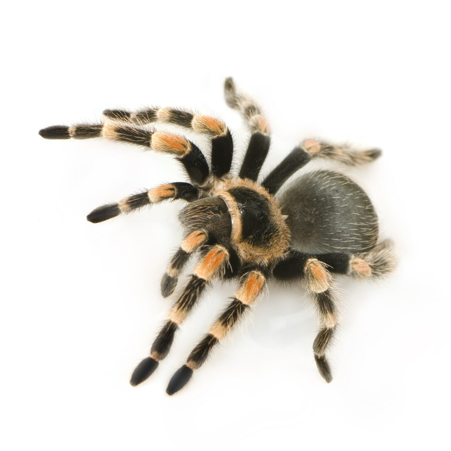 Brachypelma hamorii (ex smithi) | Tarantulas | Arachnids 🕷️ - ANTDERGROUND