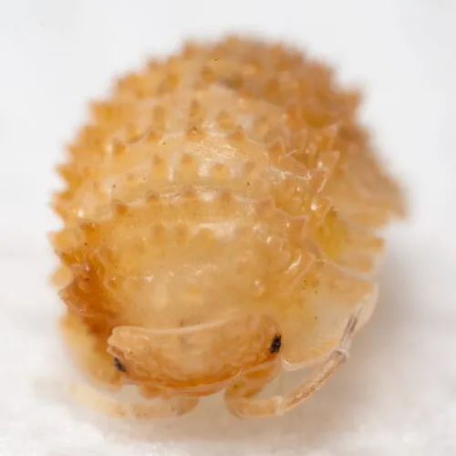 Cristarmadillidium muricatum
2