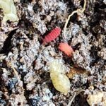 Cultivo de colémbolos rojo