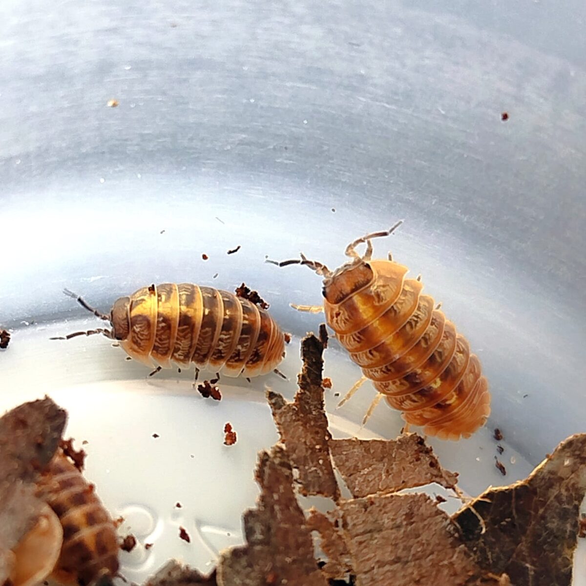 armadillidium vulgare mocca