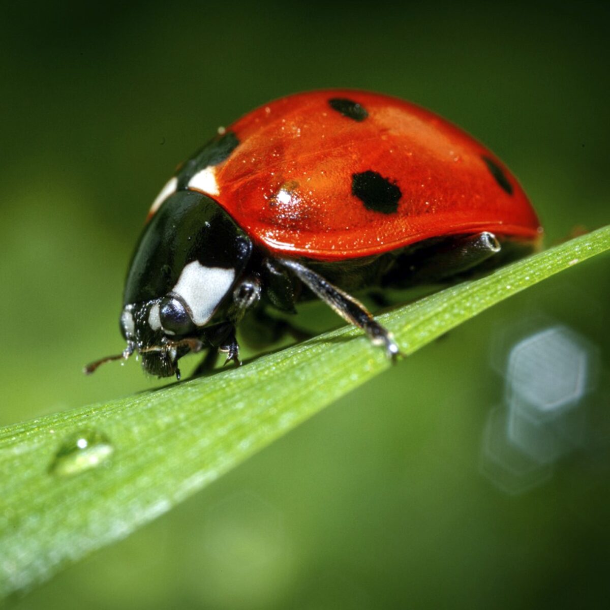 mariquita coccinella septempunctata