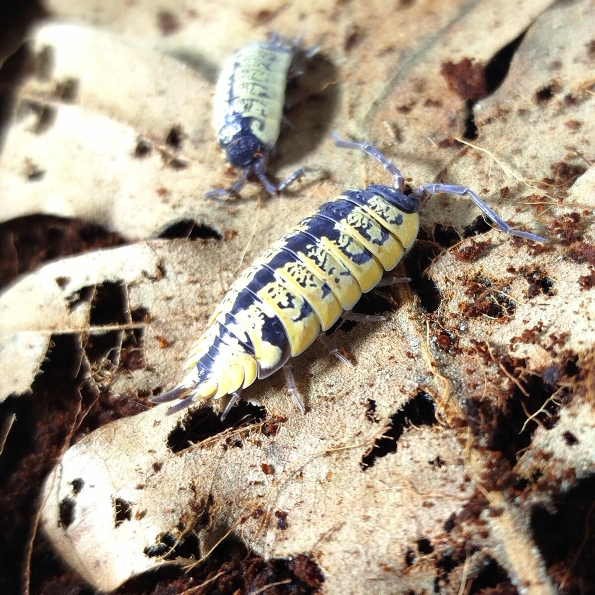 Porcellio ornatus "High Yellow"