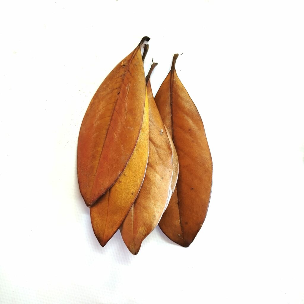 hojas de magnolia para terrario