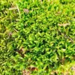 Muschio vivo per terrario