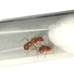 Pogonomyrmex subnitidus