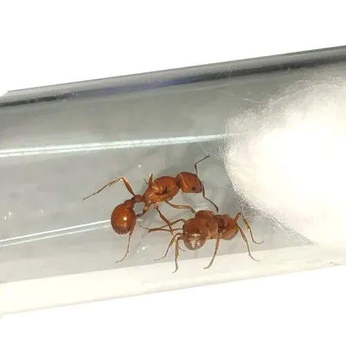 Pogonomyrmex subnitidus