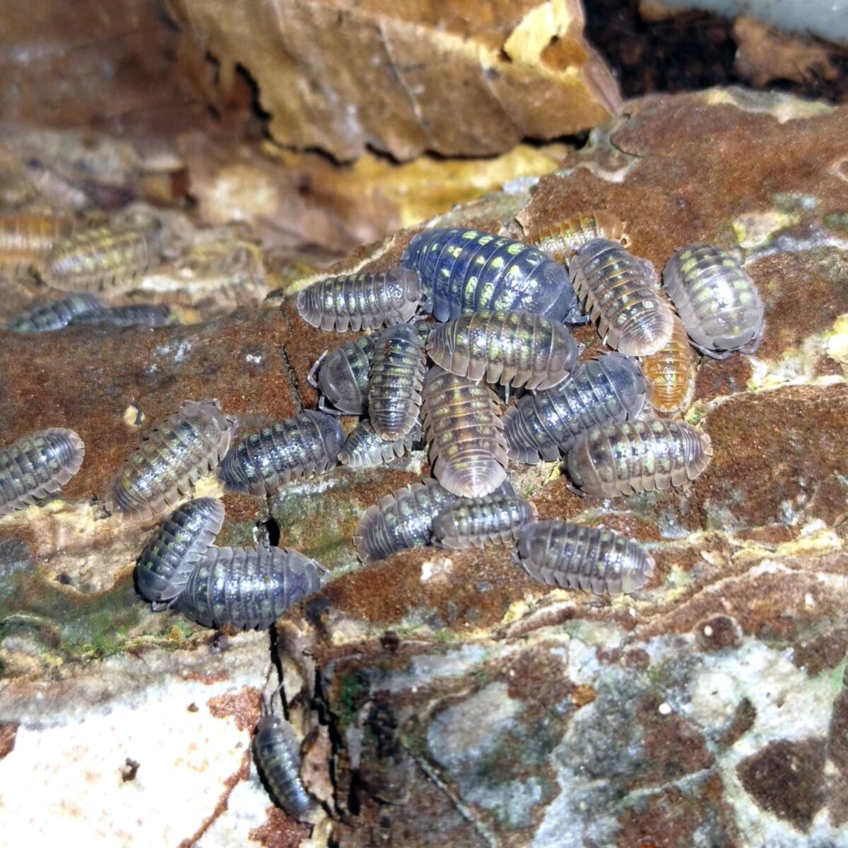 Armadillidium granulatum