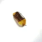  Cubaris sp. "Rubber Ducky"   patito de goma