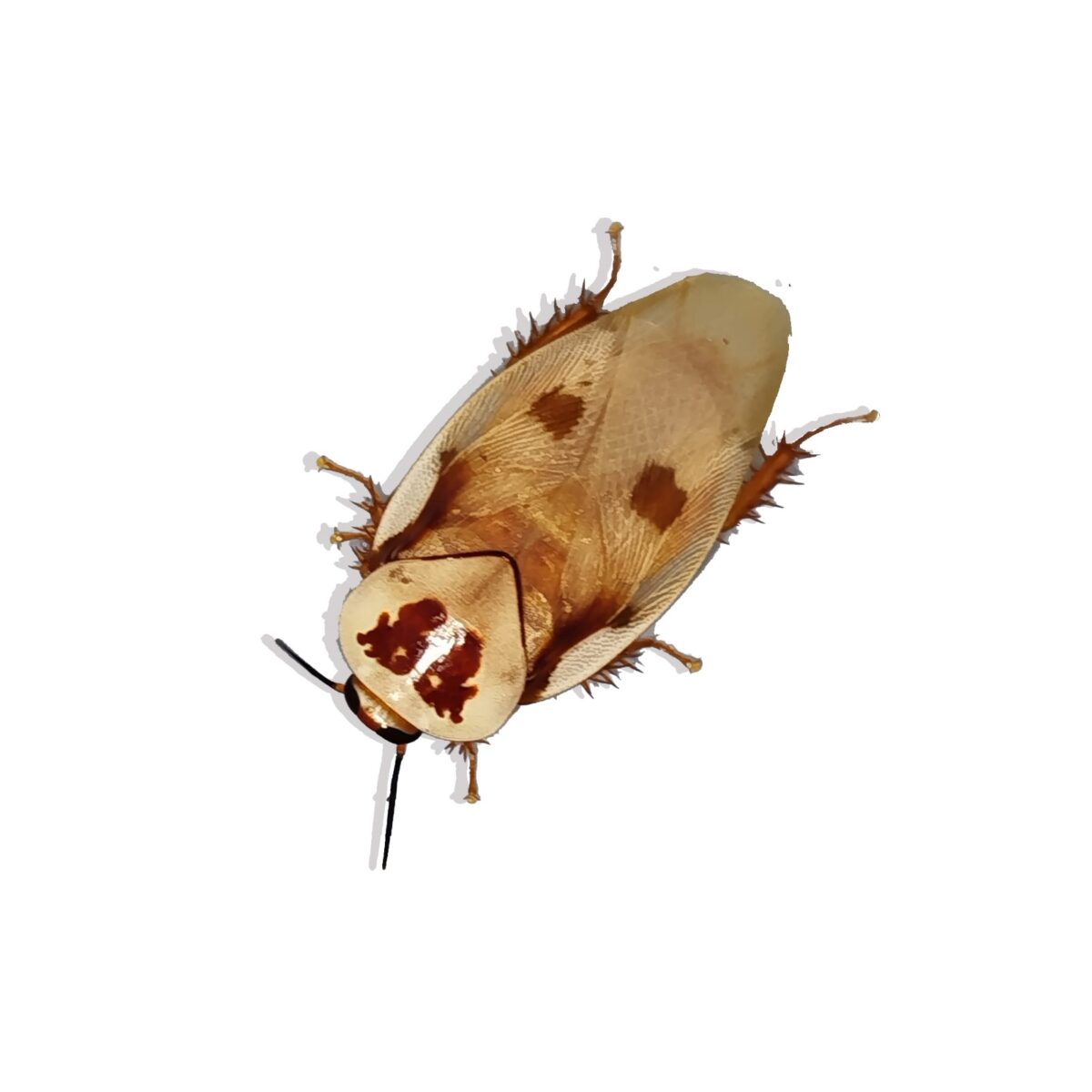 Gyna centurio cockroach