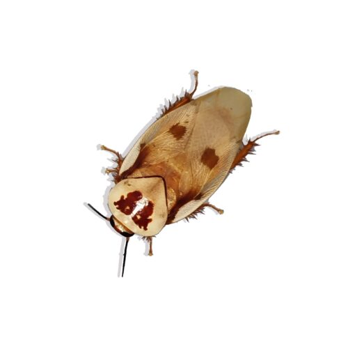 Gyna centurio cockroach