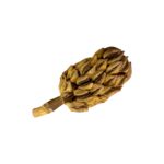 baccello di magnolia