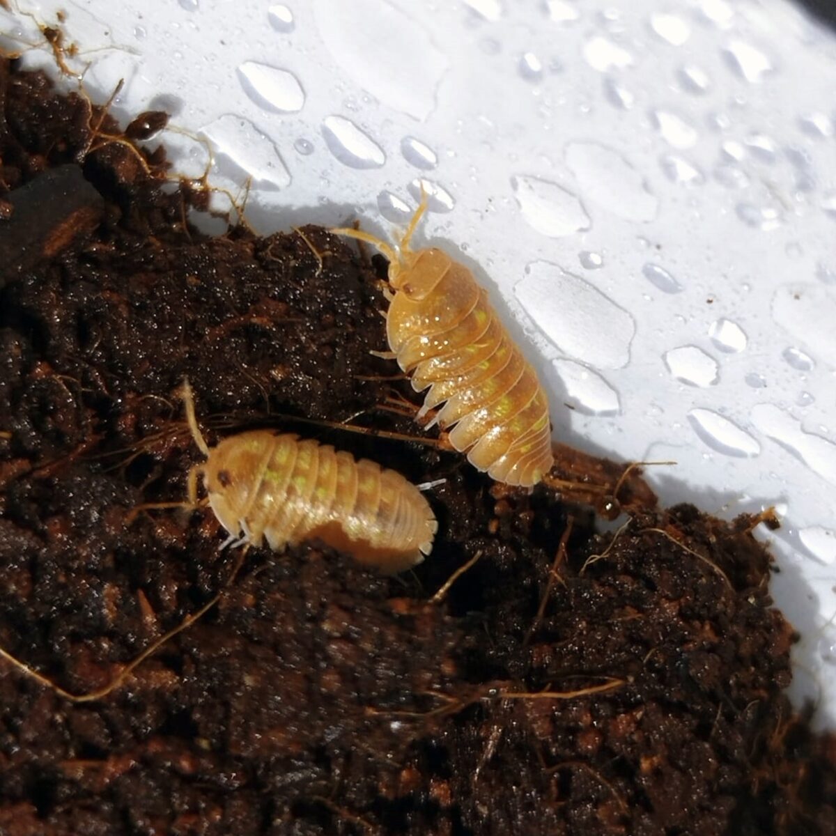 Armadillidium granulatum orange